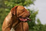 DOGUE DE BORDEAUX 237